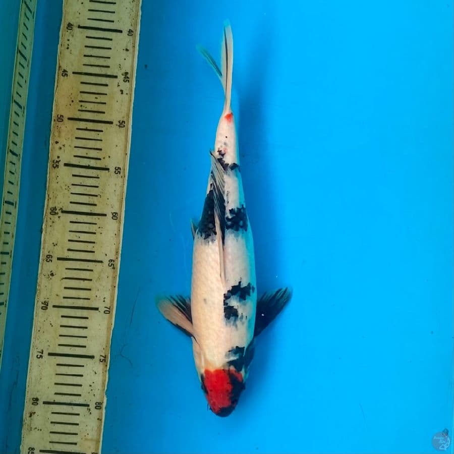 tancho showa 40cm female
