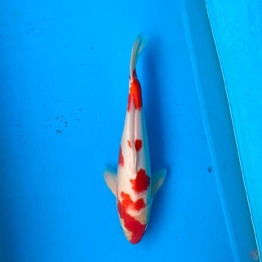 kohaku 32cm male