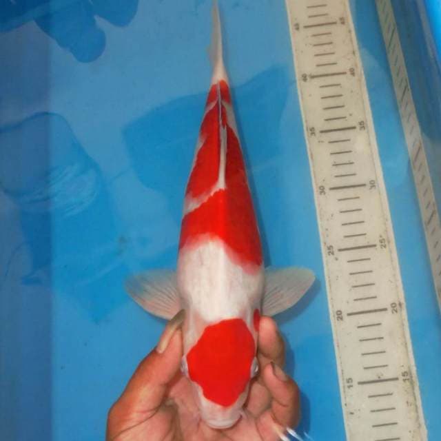 MARUTEN KOHAKU MTP