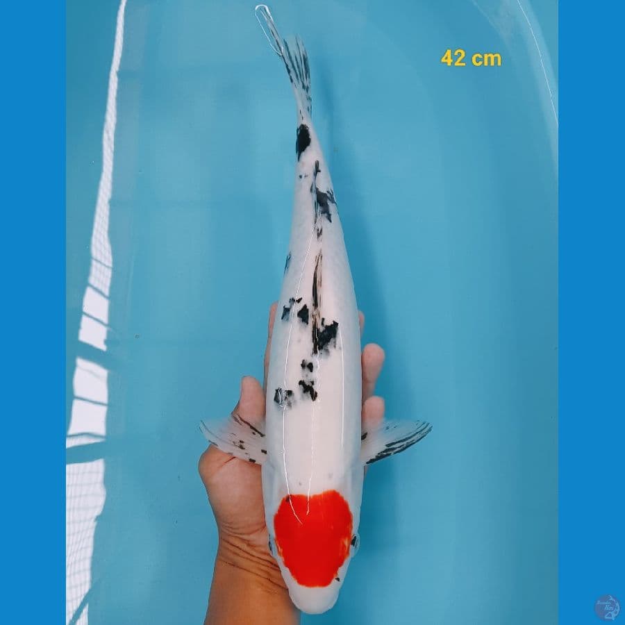 Tancho sanke 42 cm