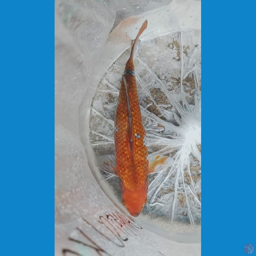OCHIBA 30CM GINDRIN