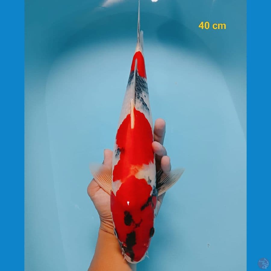 F1 Showa 40 cm