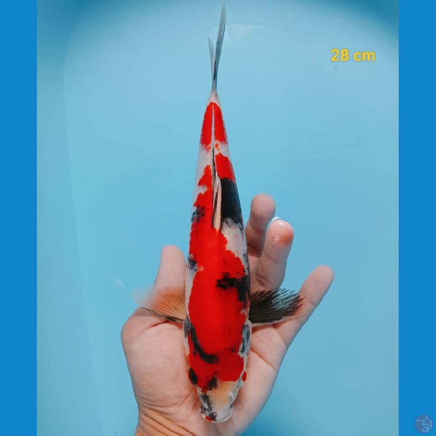 Halus 28 cm