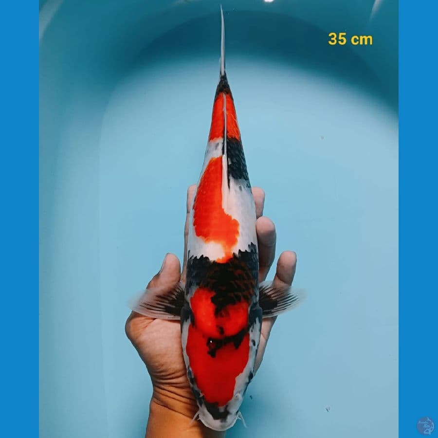 HQ showa 35 cm