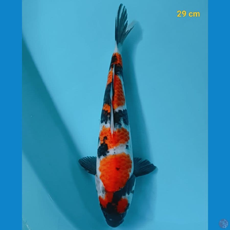 Maruten Showa male 29 cm