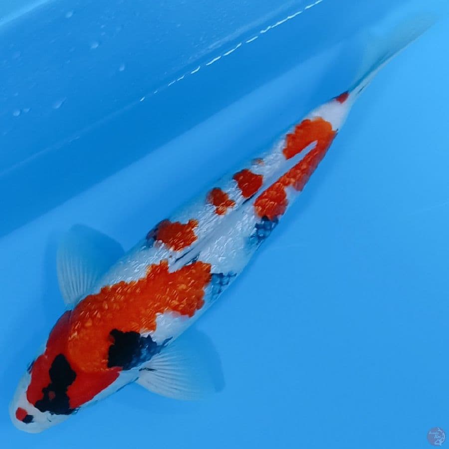 SHOWA GINDRIN TATHEGOI 37CM MALE