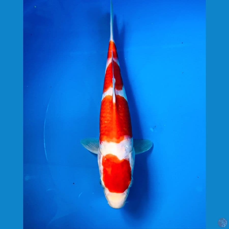 maruten kohaku 25cm