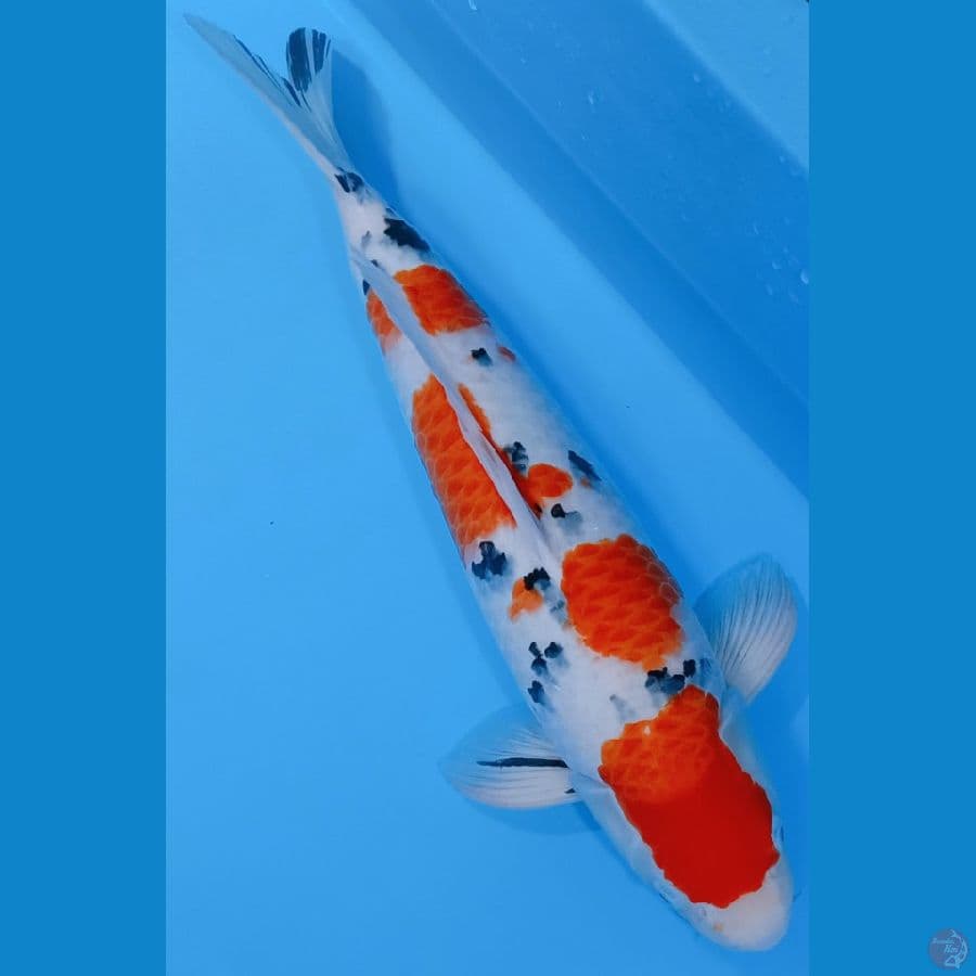 SHANKE 50CM ORYGINAL .MALE