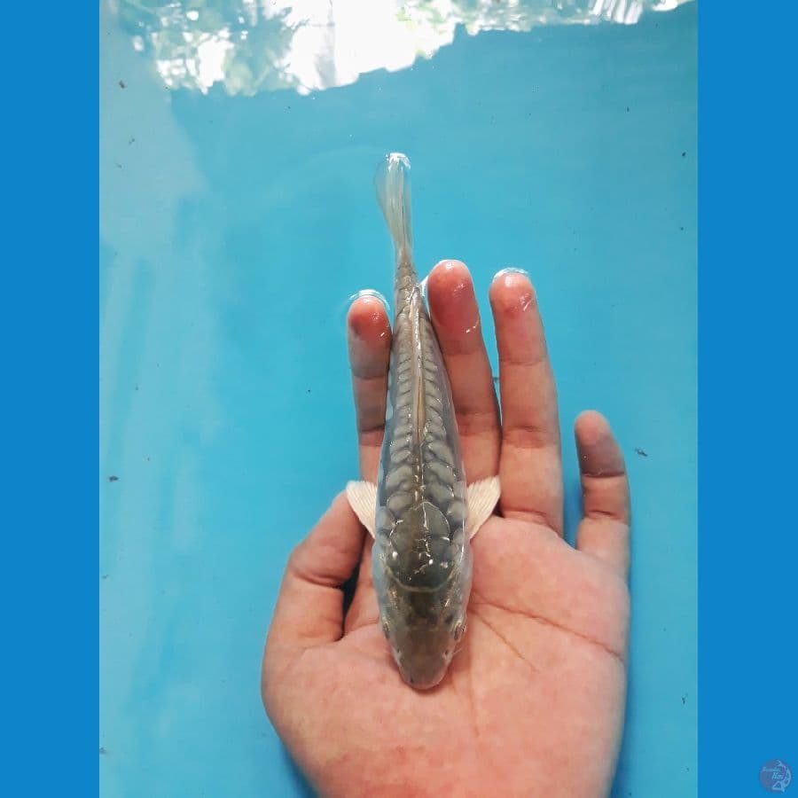HQ aragoke calon jumbo +-18cm