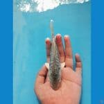 HQ aragoke calon jumbo +-18cm