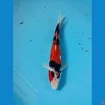 strong showa original +-23cm