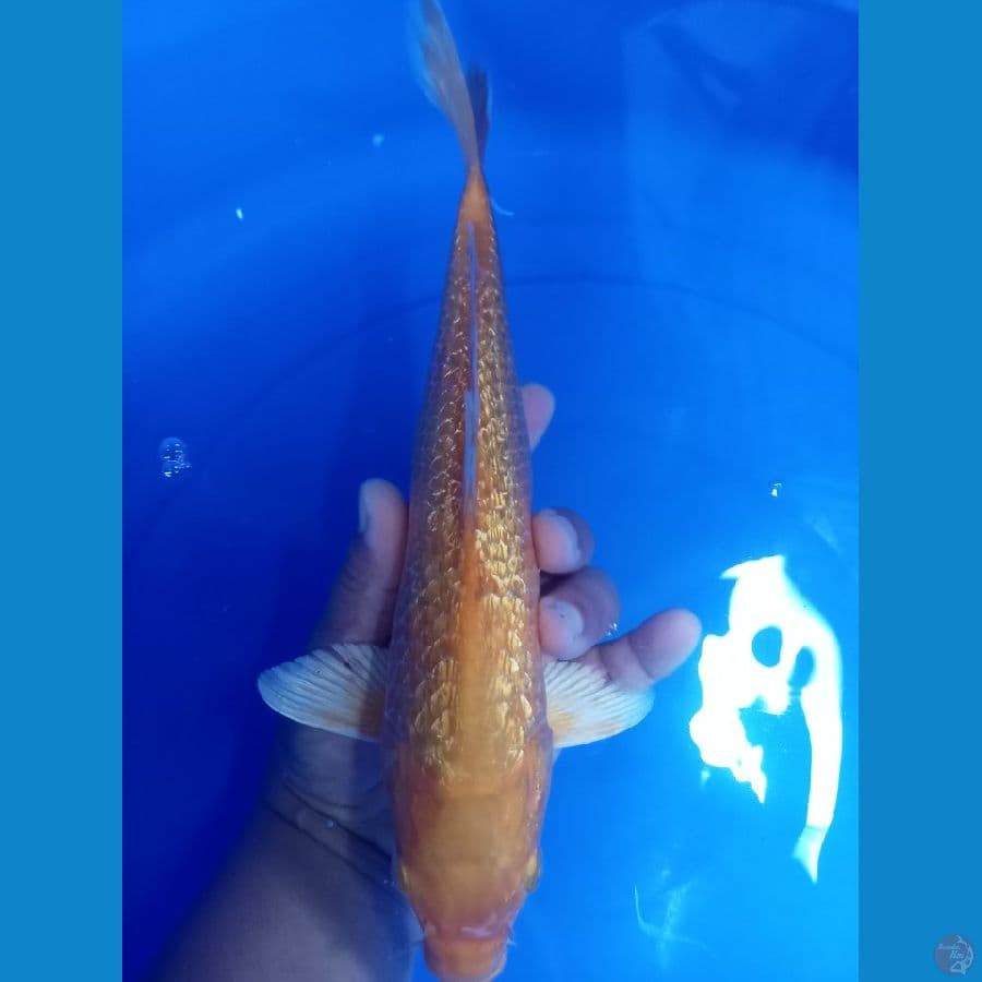kasi gindrin 37cm