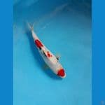 original kindai maruten showa +-25cm 