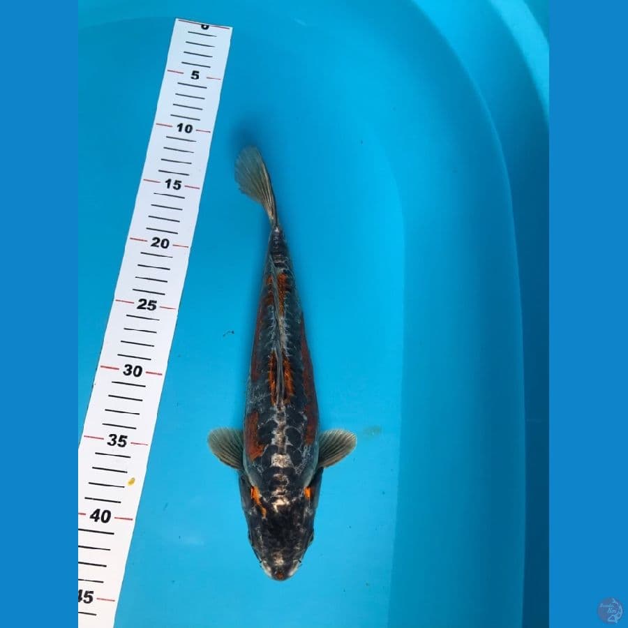 kiko 30cm
