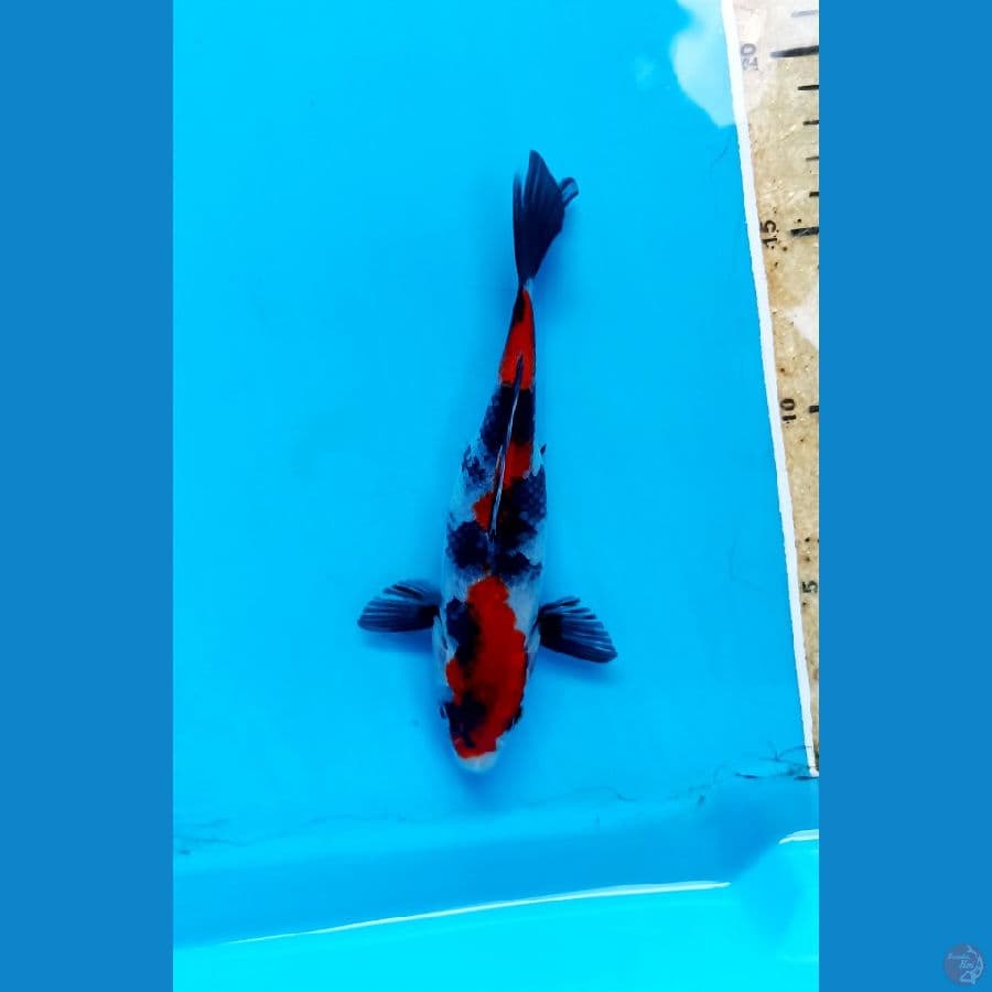 showa 16cm