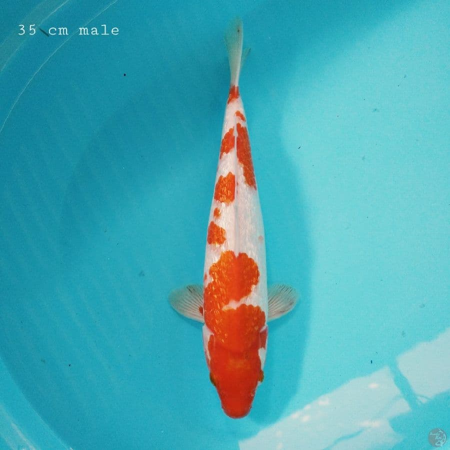 kohaku ginrin 35 cm ML