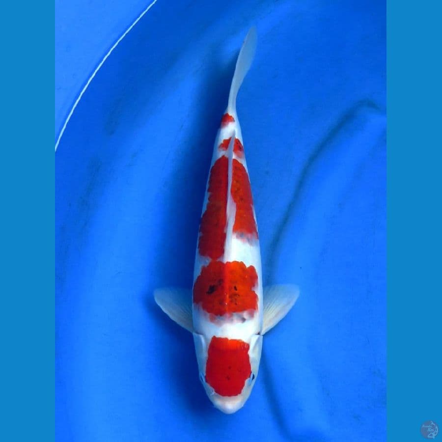 36cm , Red Koromo Ori 