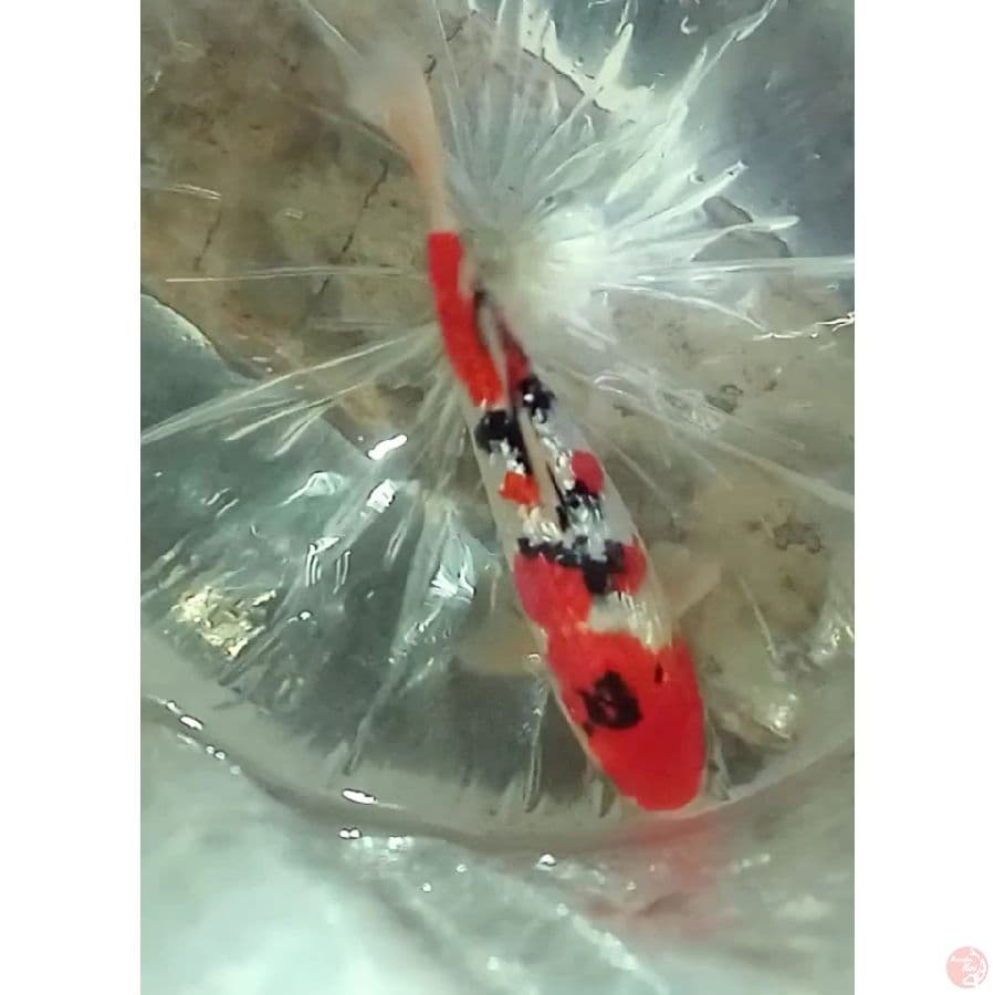 sanke gindrin SQ 25cm