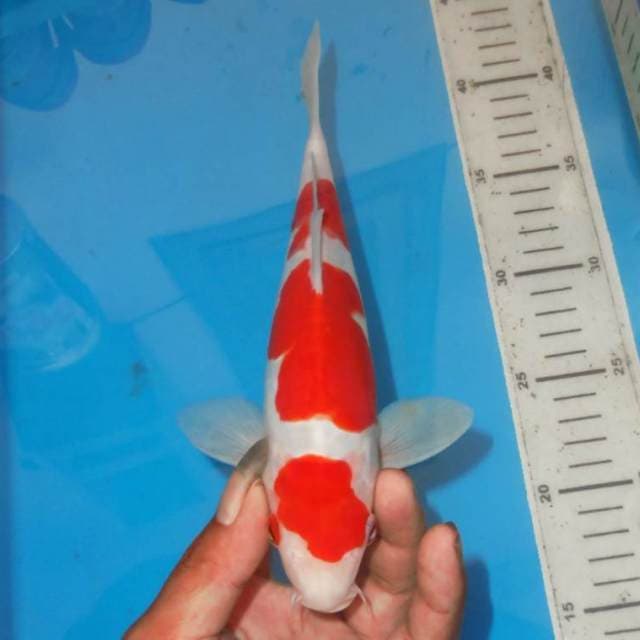 MARUTEN KOHAKU 3STEP