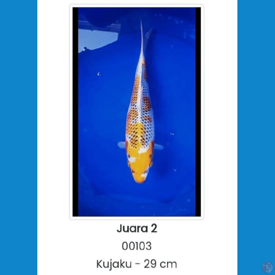 KUJAKU JUARA 2 SUMEDANG ~ 29 CM