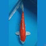ikushui 31cm 