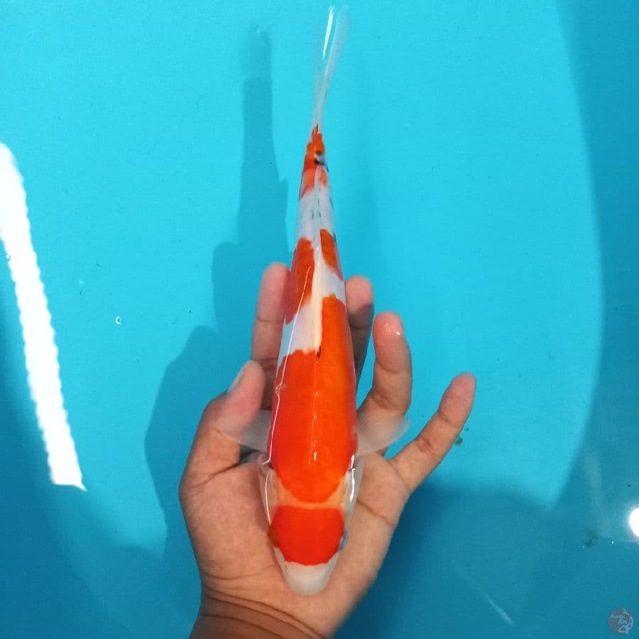*SANKE// 27CM