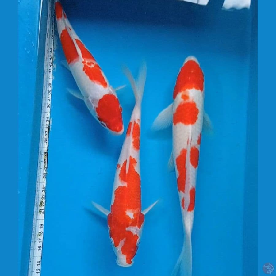 trio kohaku 27-31cm 