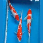 trio kohaku 27-31cm 