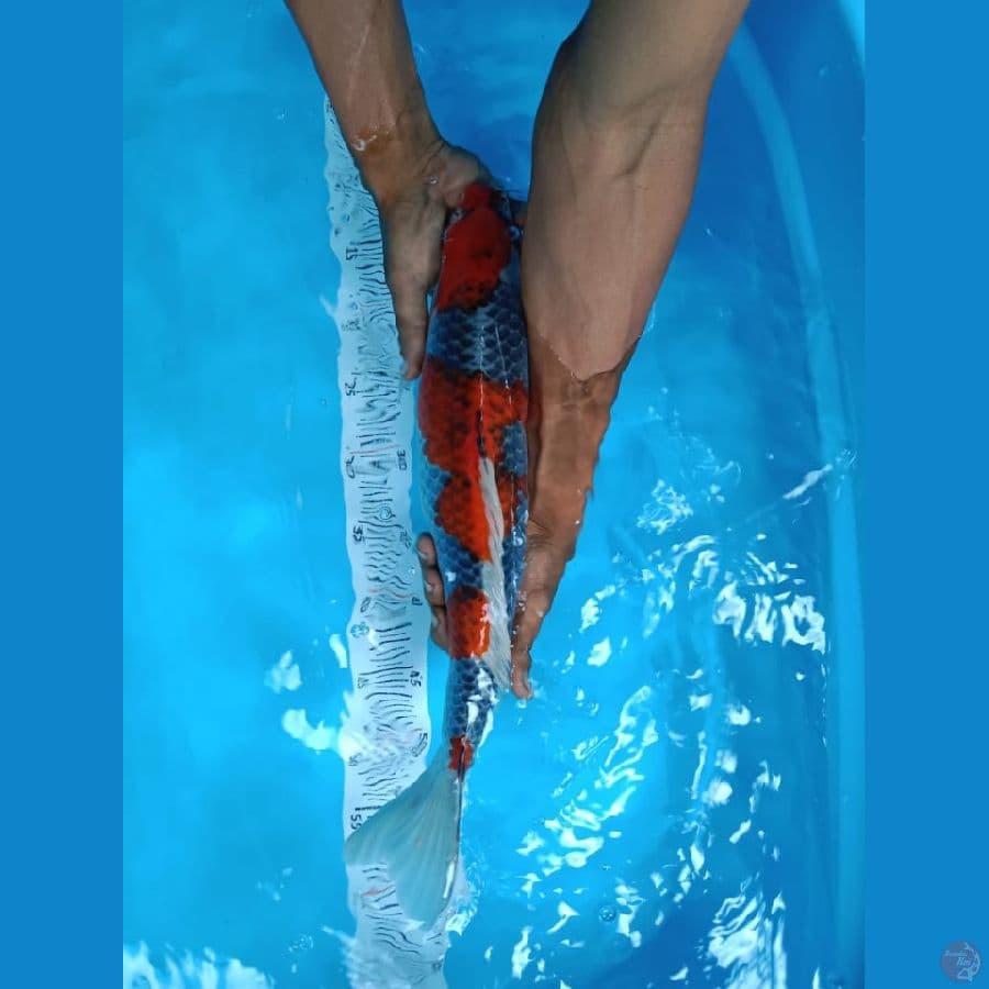 Goshiki racing 43 cm male_™✓