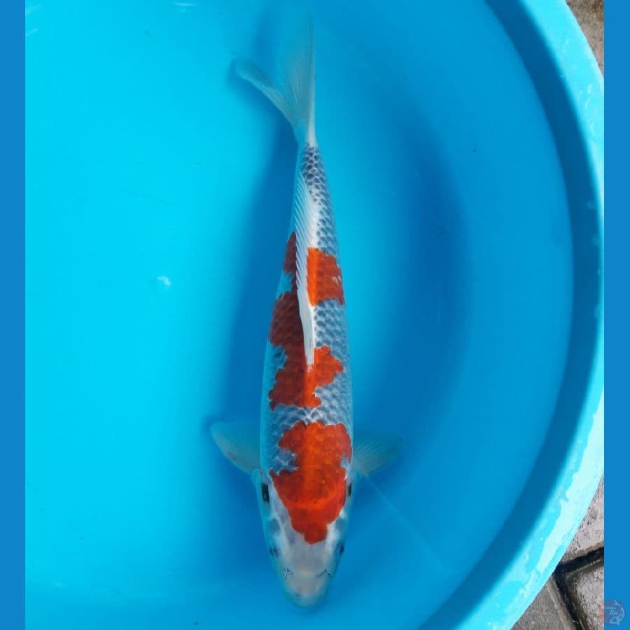 Goshiki Racing Male 42cm