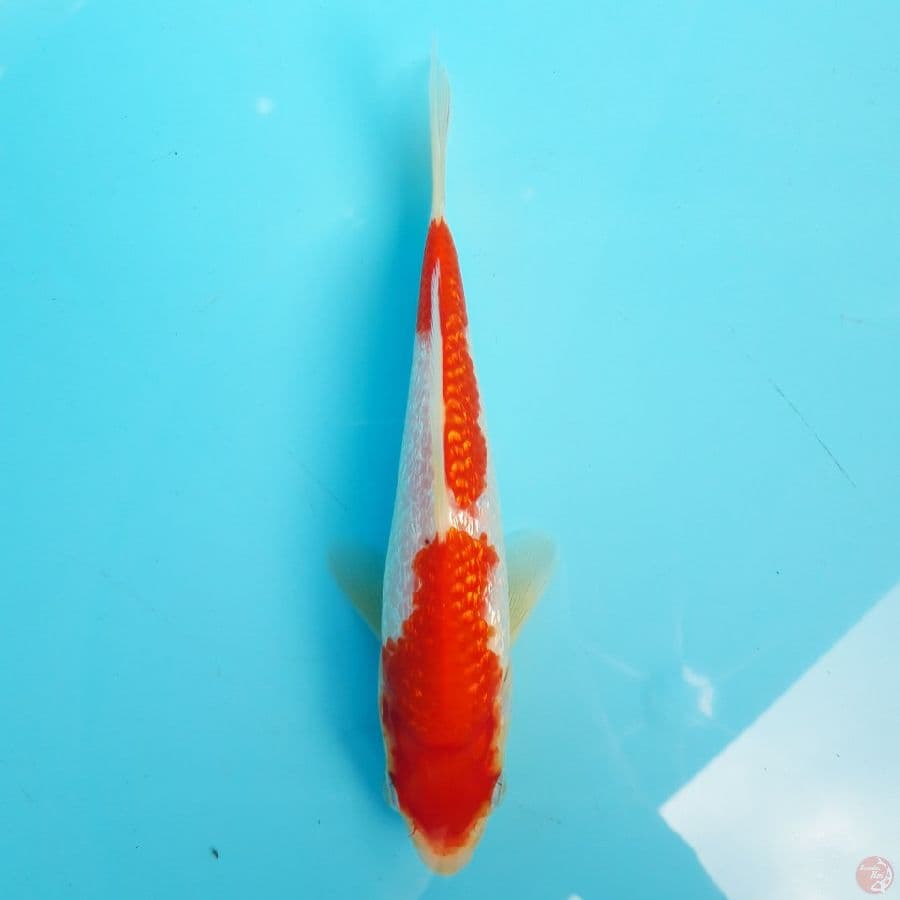 Minion Kohaku Ginrin 18cm