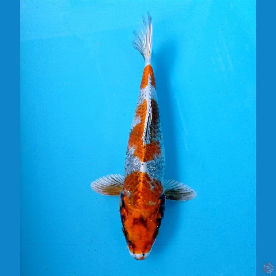 showa hikari 24 cm
