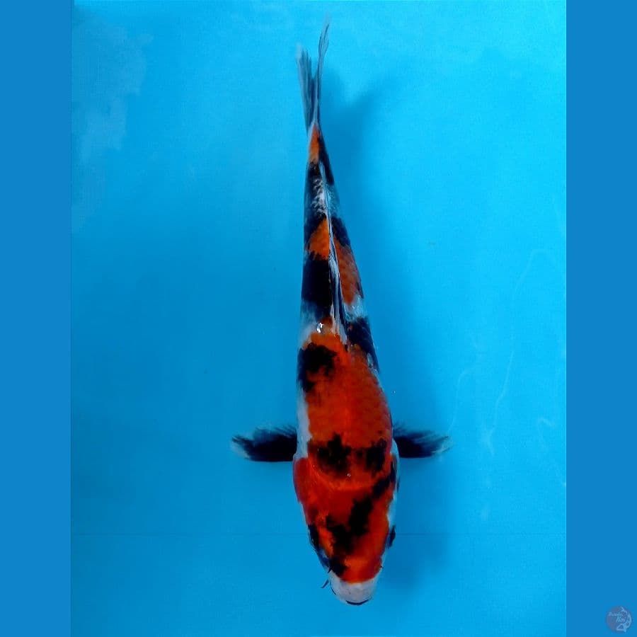 showa 23 cm
