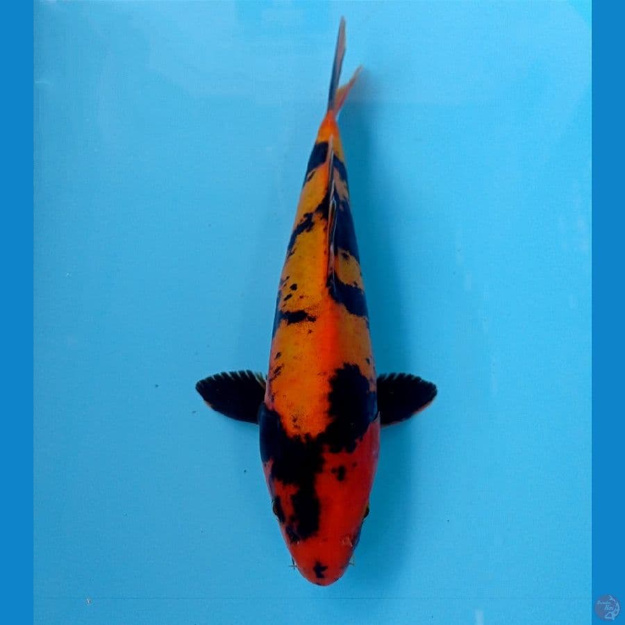 utsuri doit 25 cm