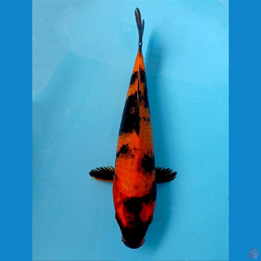 utsuri 26 cm