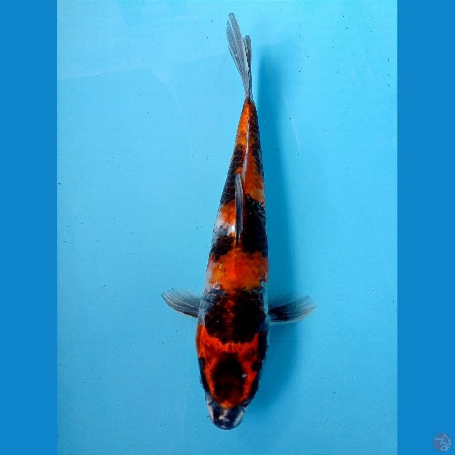 showa 26 cm