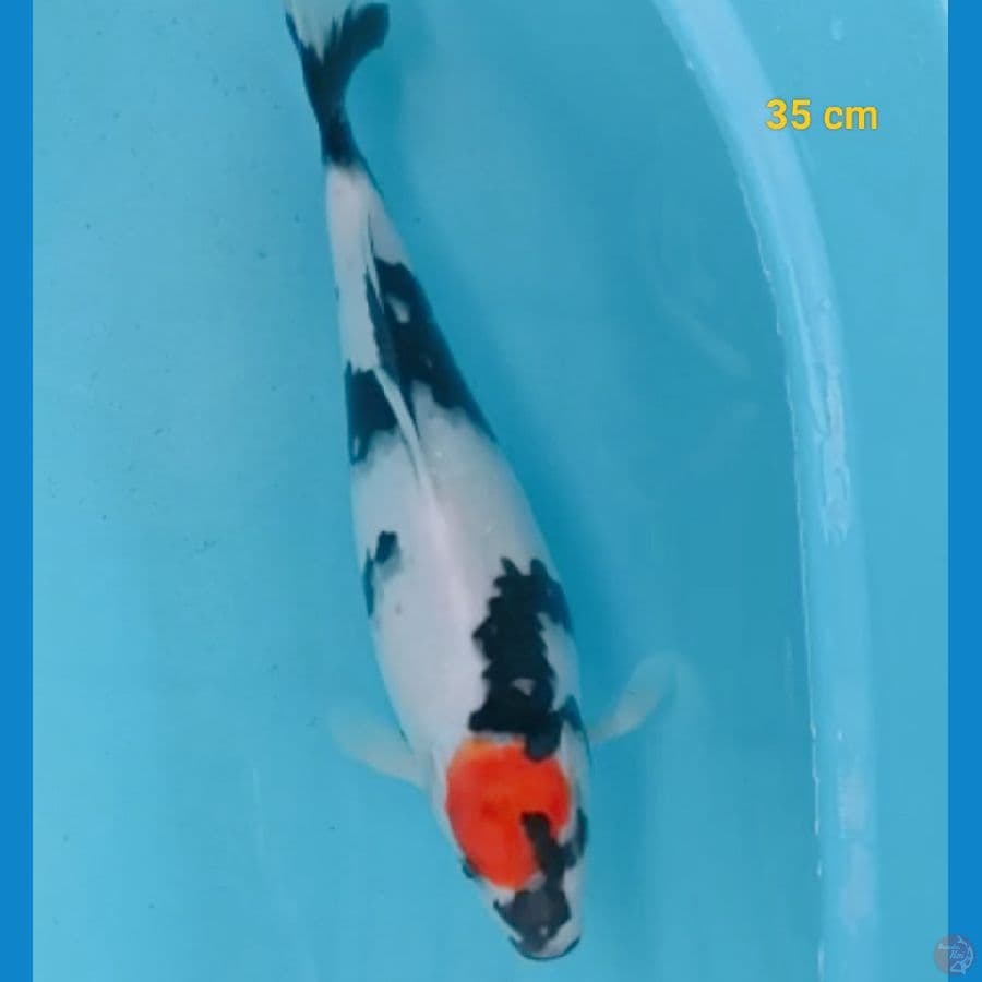 Tancho Showa 35 cm