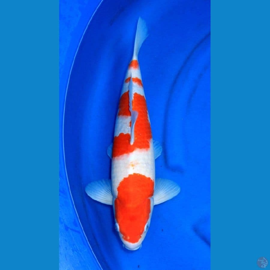 JUMBO SQ KOHAKU 44CM