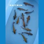 ginrin padat 12 ekor 