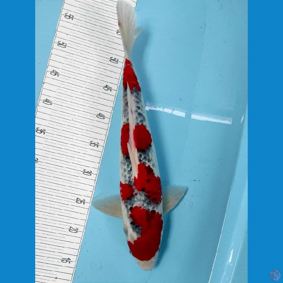 supermale 43cm