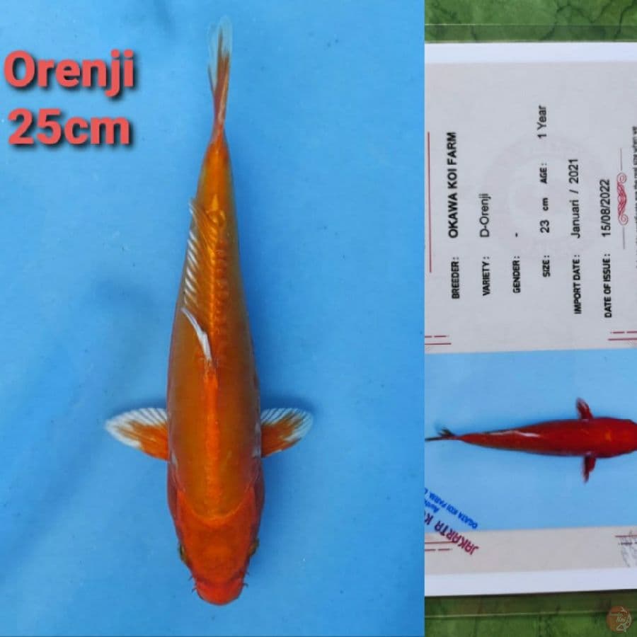 OKAWA ORENJI DOITSU 25CM SERTI