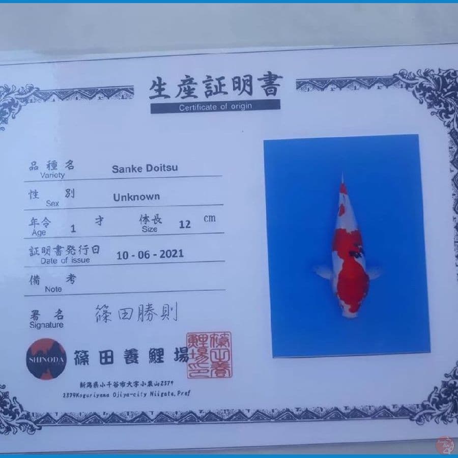 SANKE DOITSU 35cm shinoda