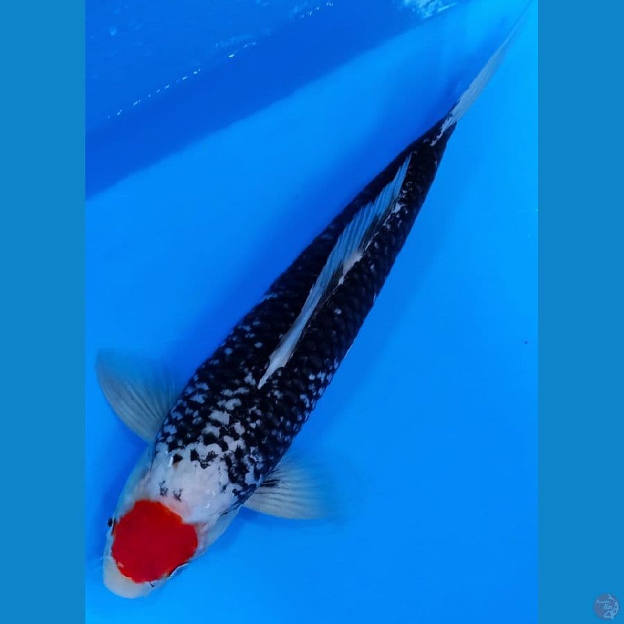 TANCHO MATSUKAWABAKE. 47CM MALE