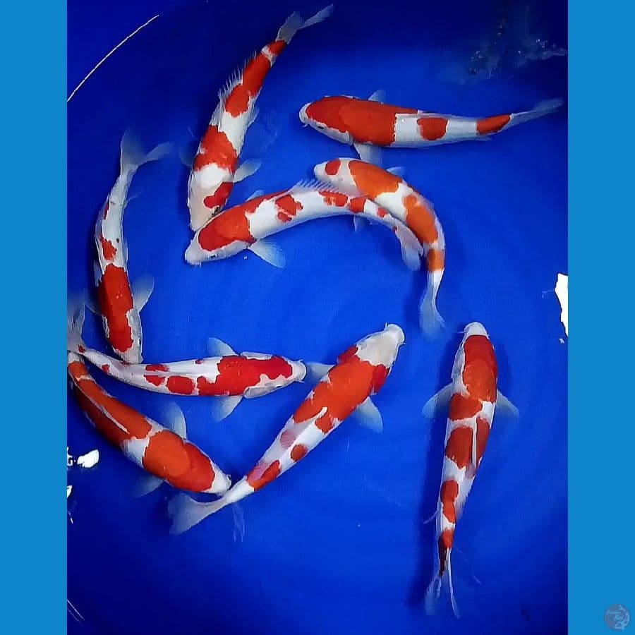 KOHAKU 34 39CM 9EKOR 