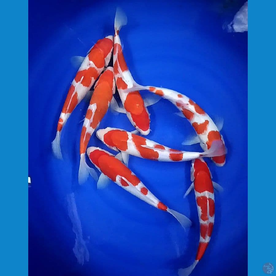 KOHAKU 32 37CM 7EKOR