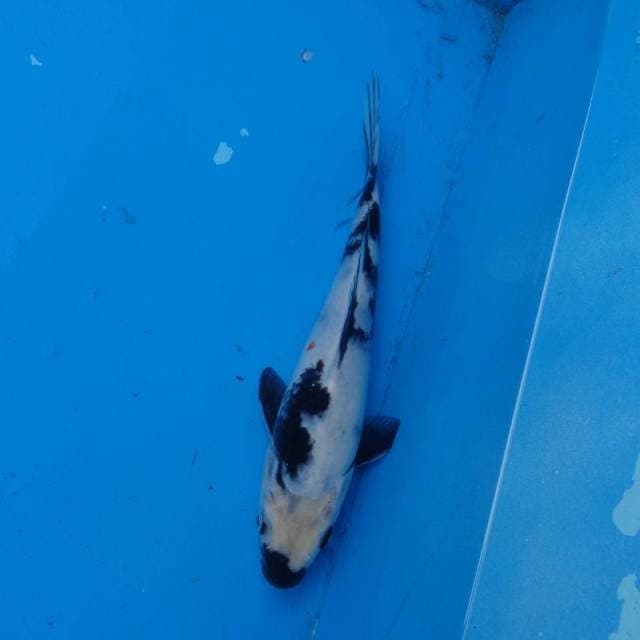 Kuchisumi Shiro F1