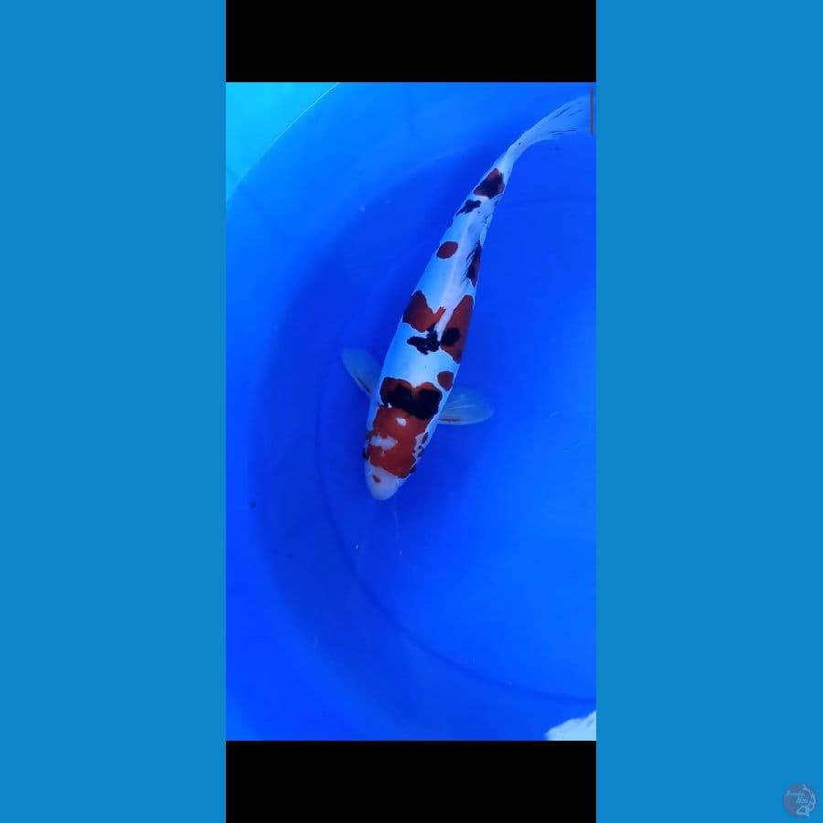 Sanke doitsu 36 cm jantan