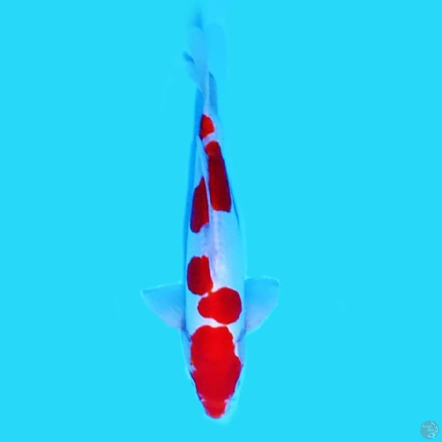 KOHAKU DOITSU 31 CM SQ BOSSSKU *MALEE*