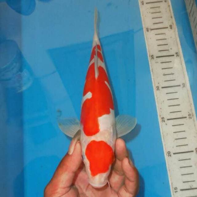 KOHAKU BAGUS