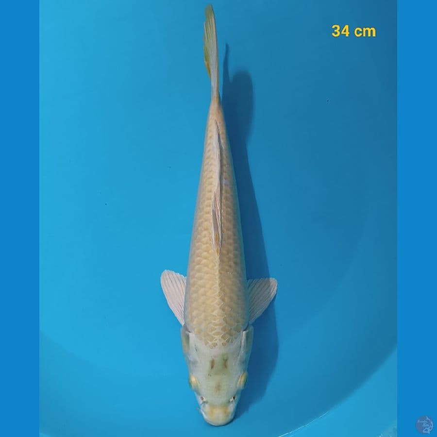 mukasi 34 cm